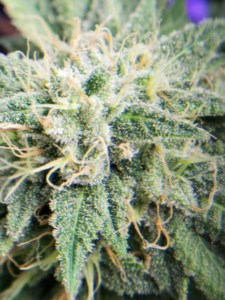5x closeup