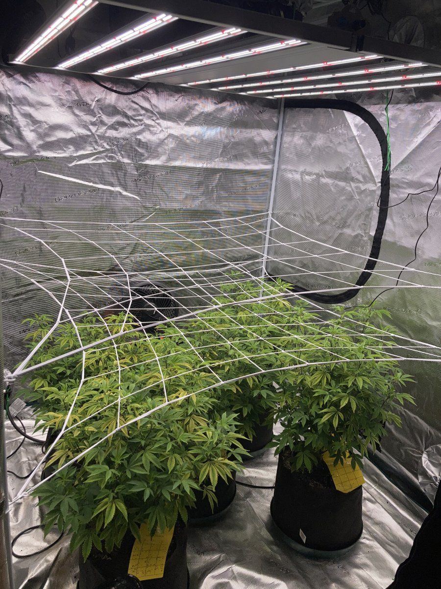 5x5medic grow fold8 test run 2