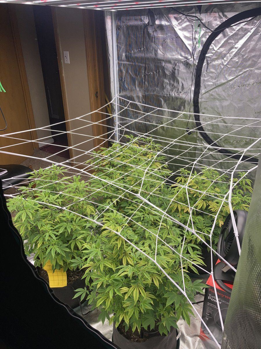5x5medic grow fold8 test run 3