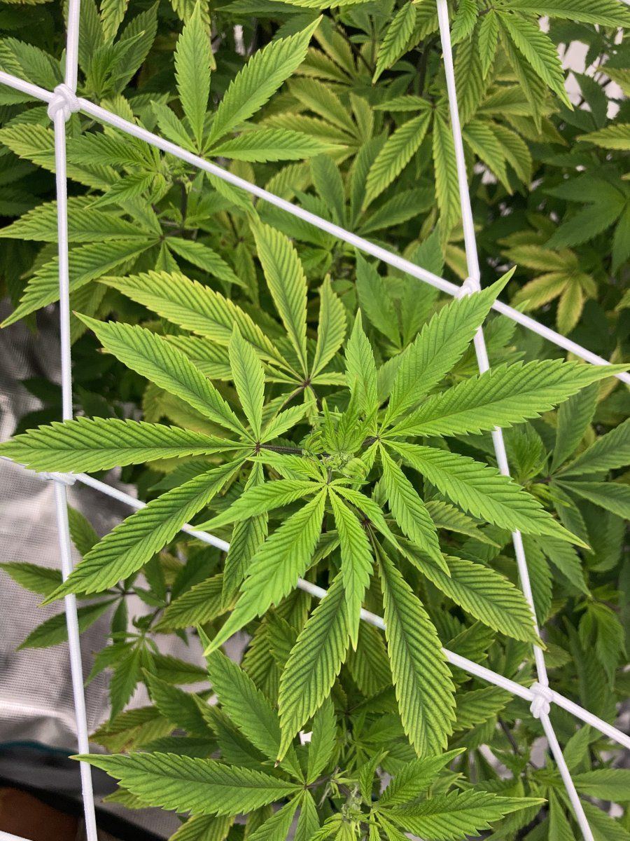 5x5medic grow fold8 test run