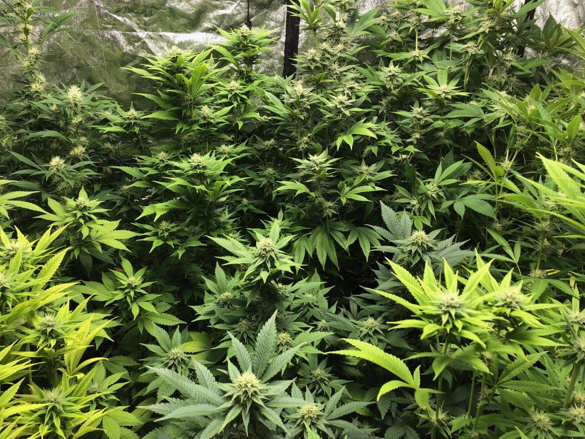 6 10 22wall o buds