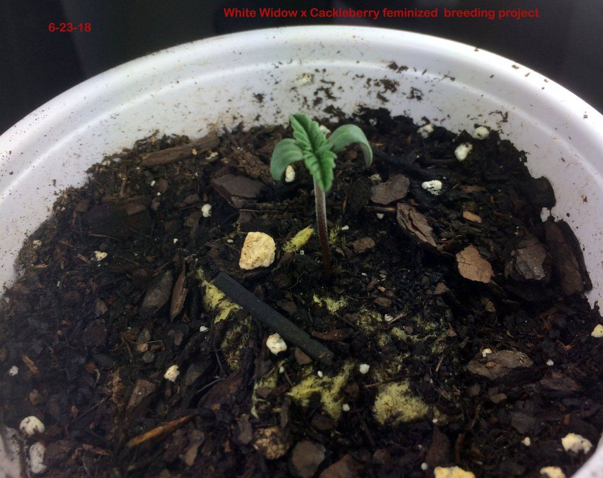 6 23 18 breeding