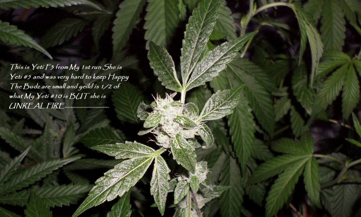 6 27 2015 UD HardOne 1