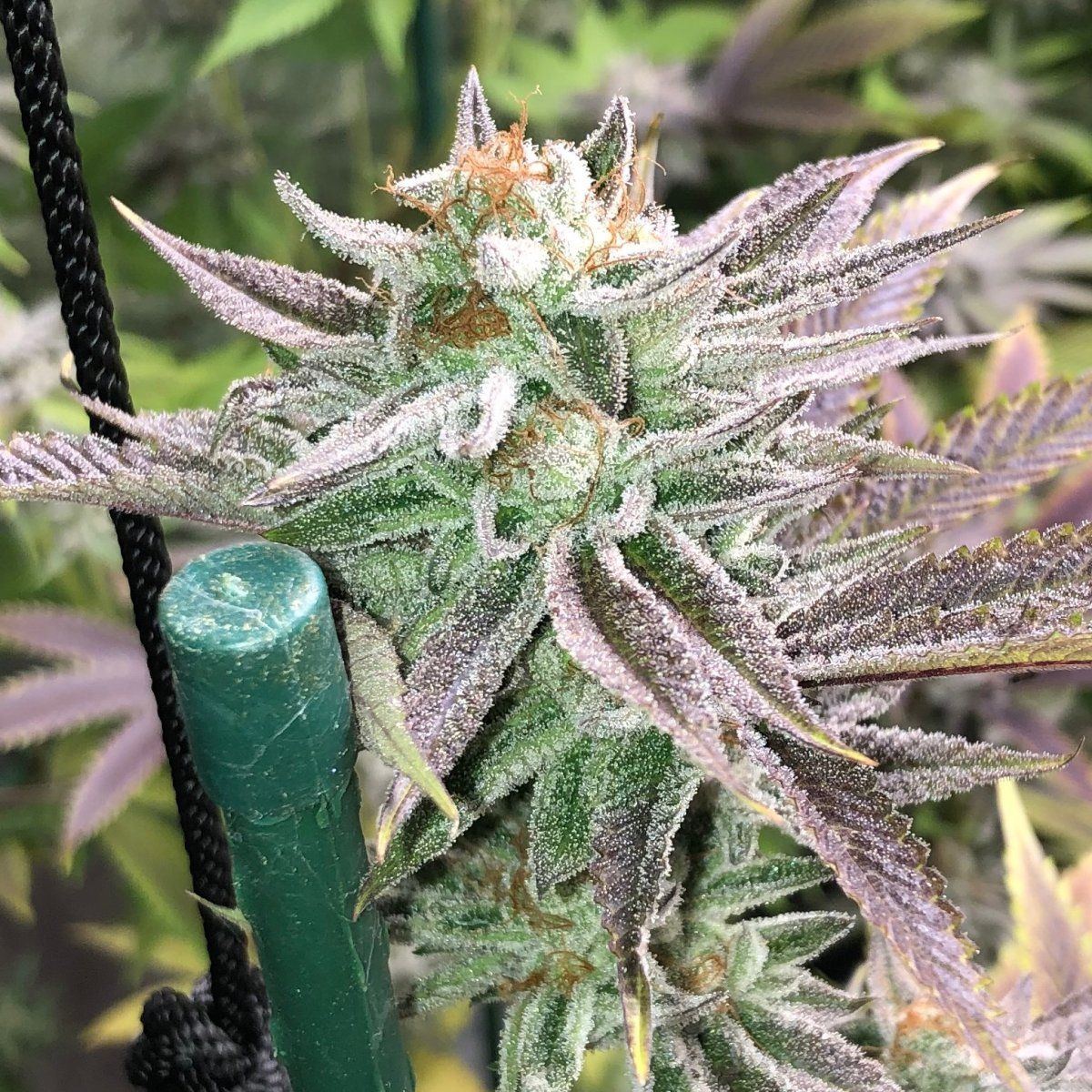 6 28 22SupaDurban crop