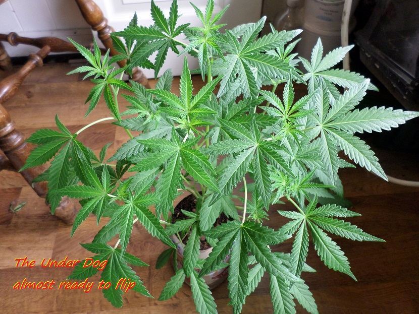 6 5 2015 UD 1
