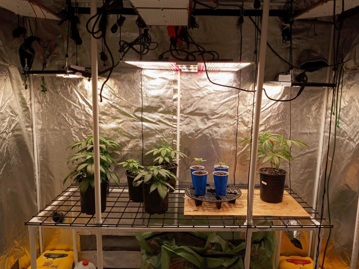 65 x 65 starts