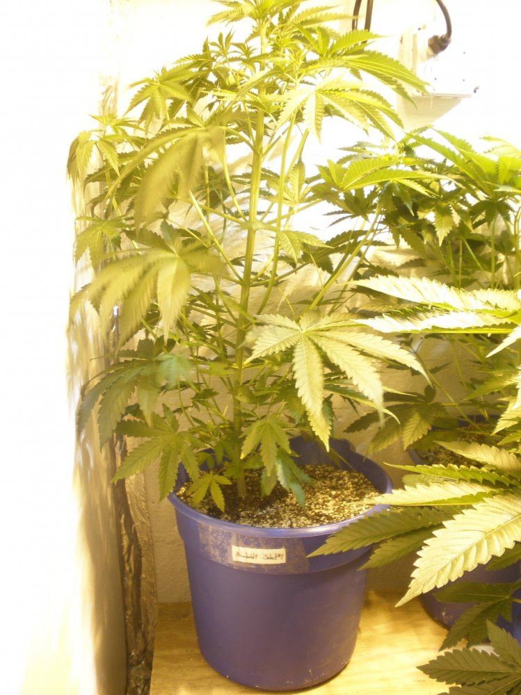 6 7 2009 Humboldt1
