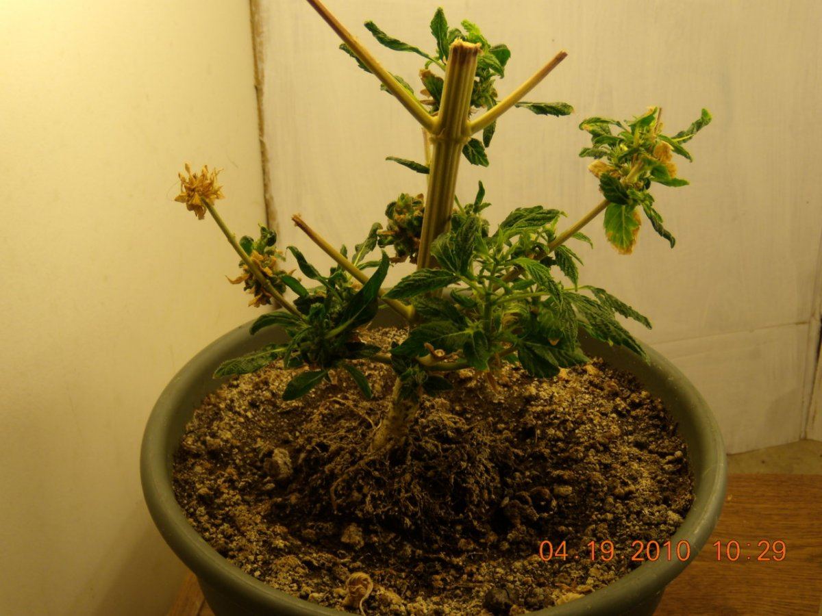 6 8 EDNA RE VEG START