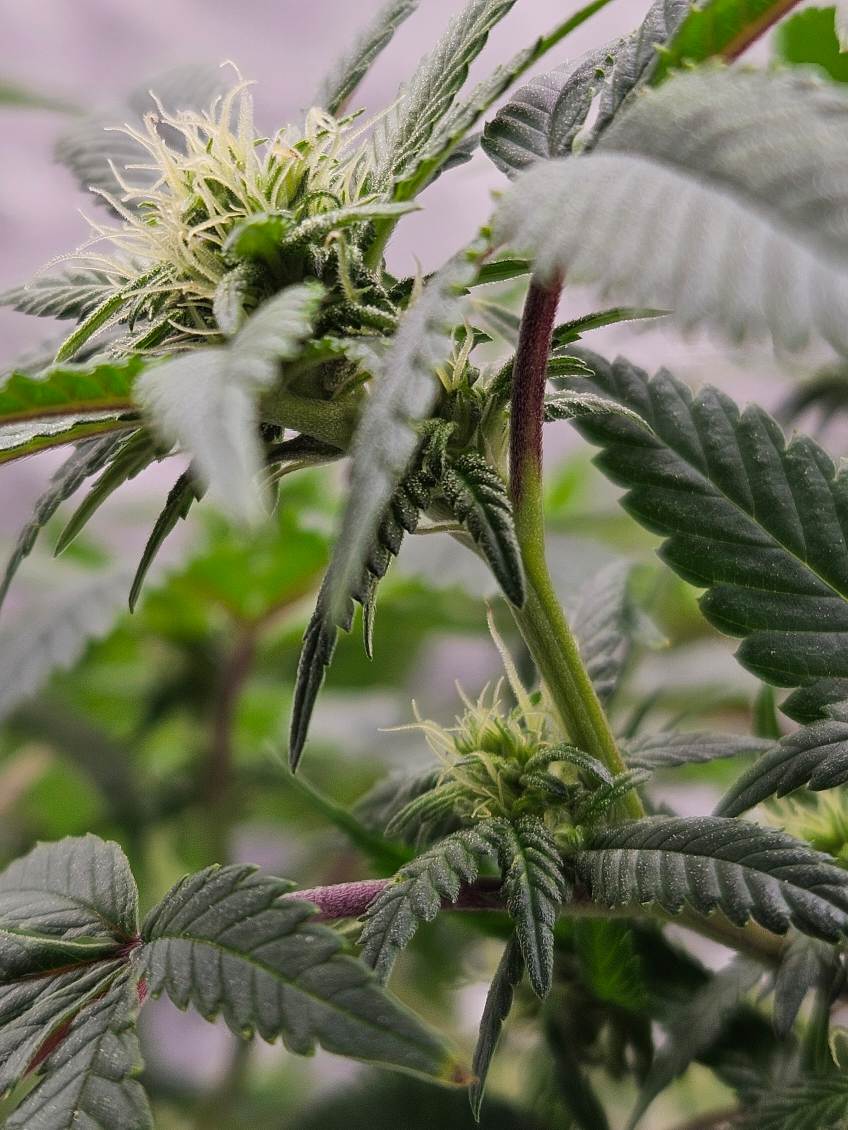 6 Day 21 Flower