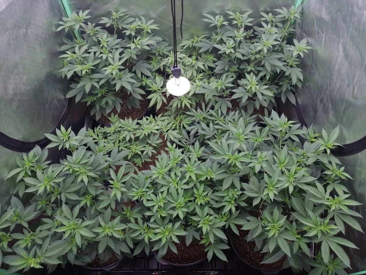 6 days 12 12 1