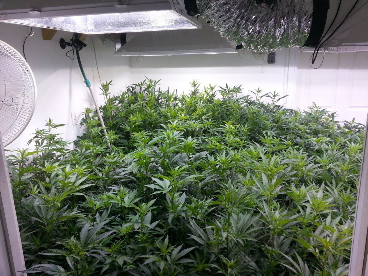 6 days flower 2