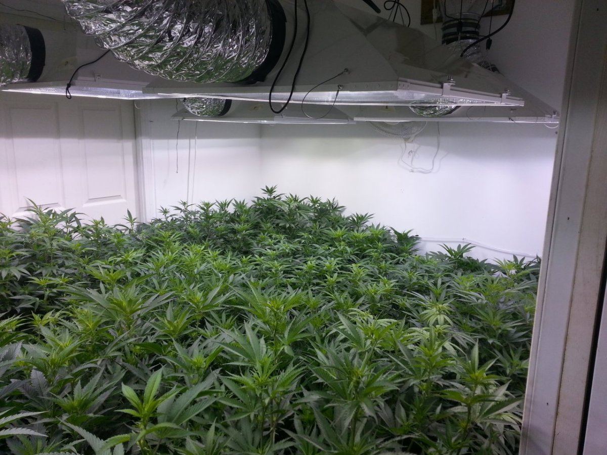 6 days flower 3