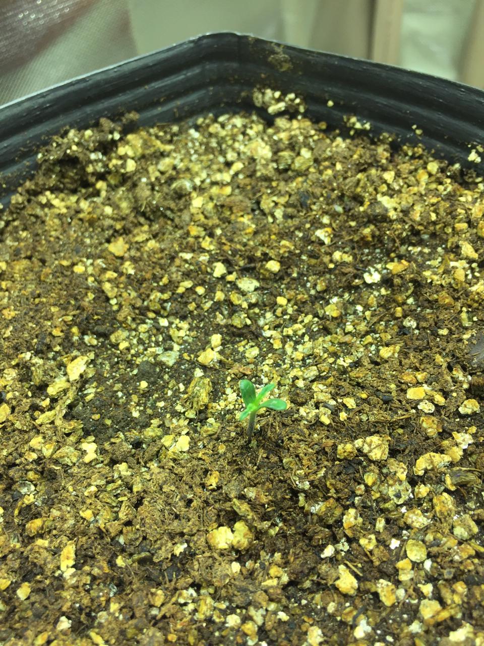 6 days into seedling they look weak what is wrong 1st time 2