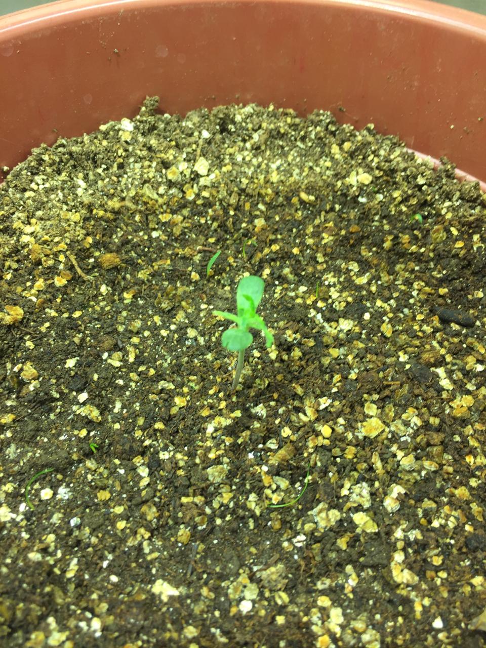 6 days into seedling they look weak what is wrong 1st time