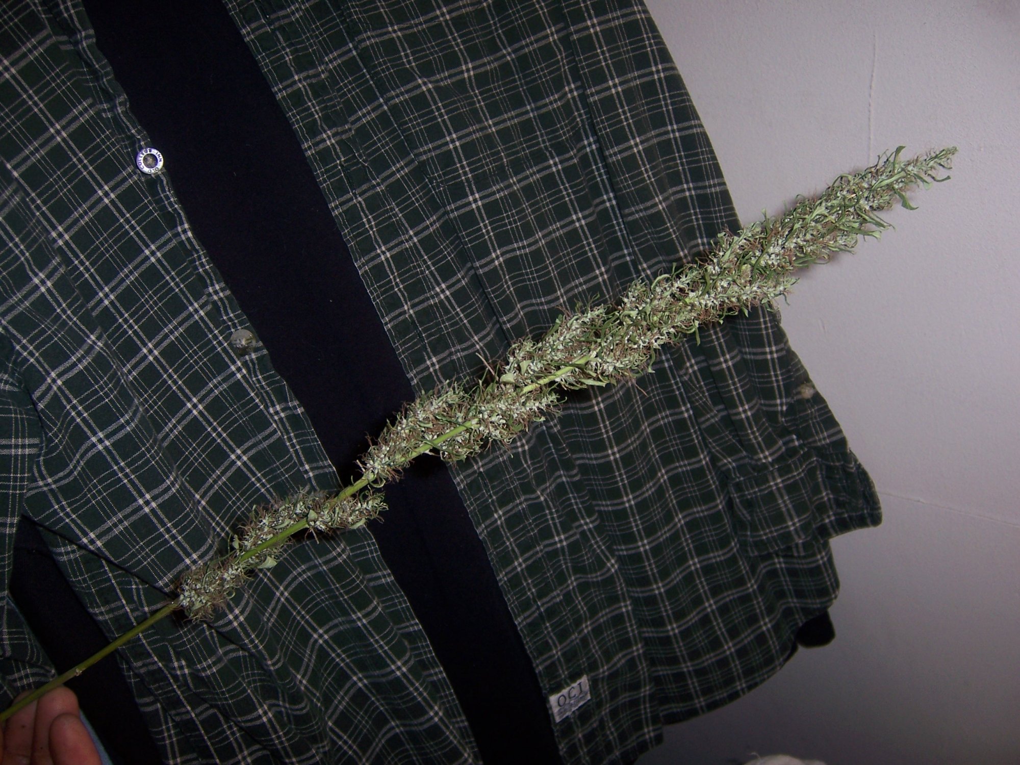 6 gr bud1