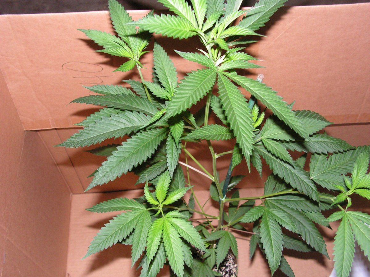 6 LIME KUSH