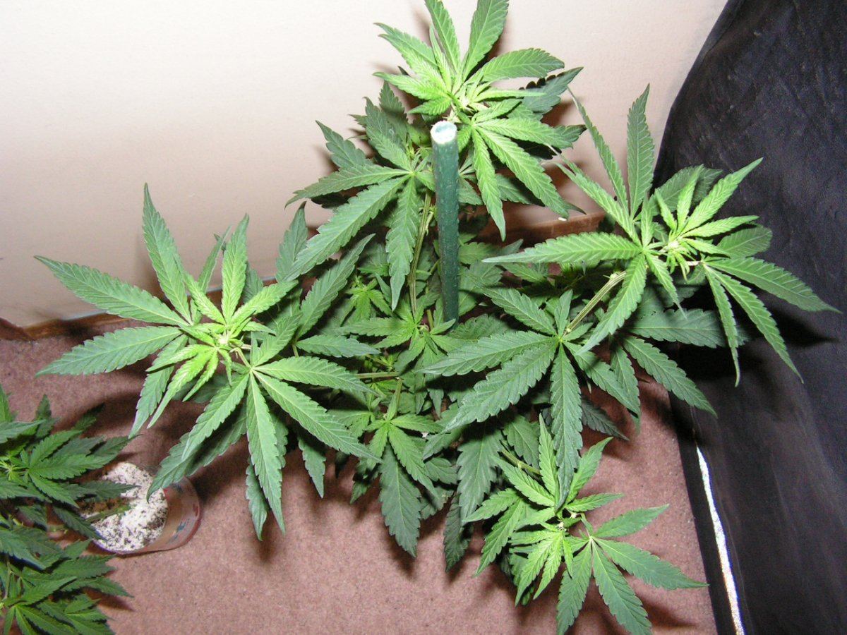 6 male 4