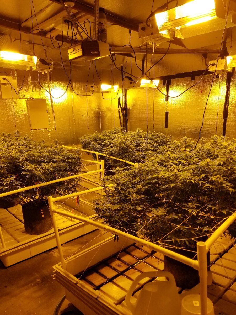 6 plant LST pre flower