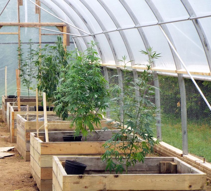 6 plants