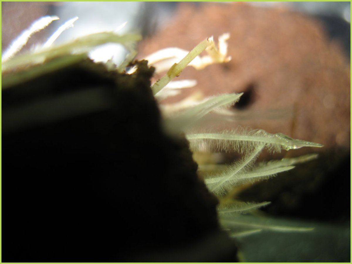 6 roots