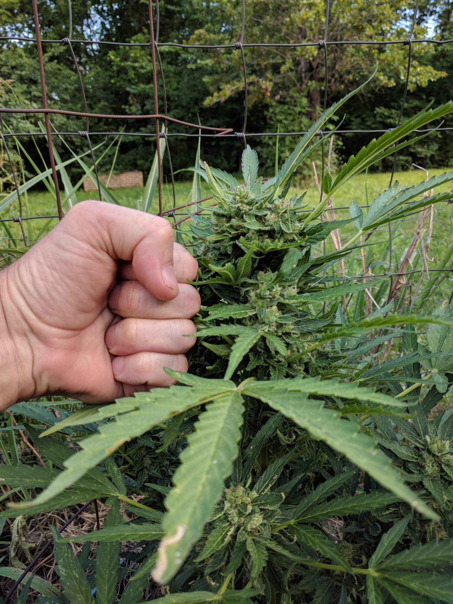 6 Shooter Auto