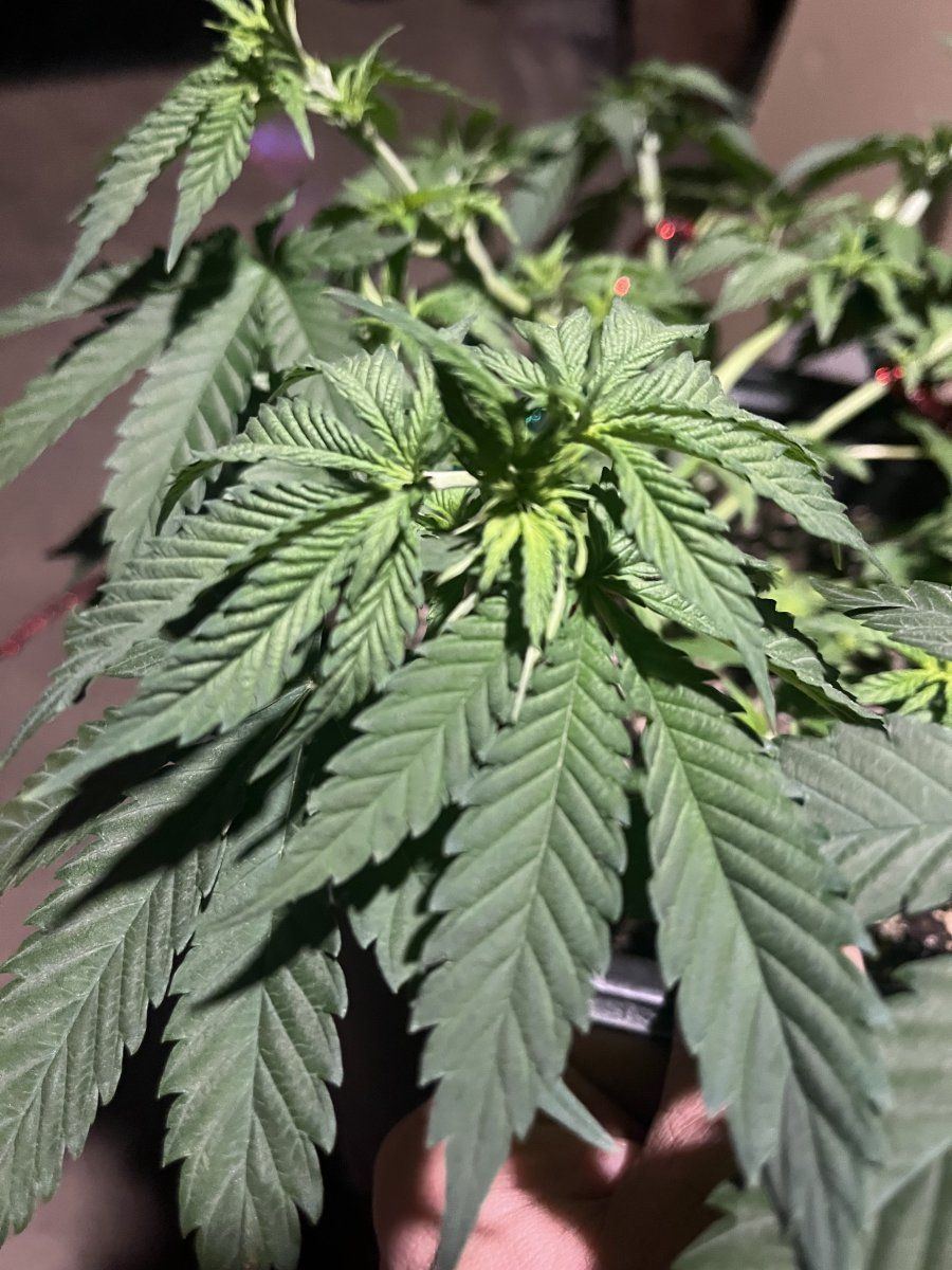 6 week hulkberry and north thunderfuck 3