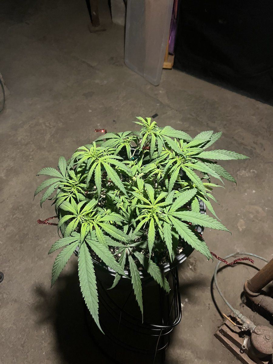 6 week hulkberry and north thunderfuck 4
