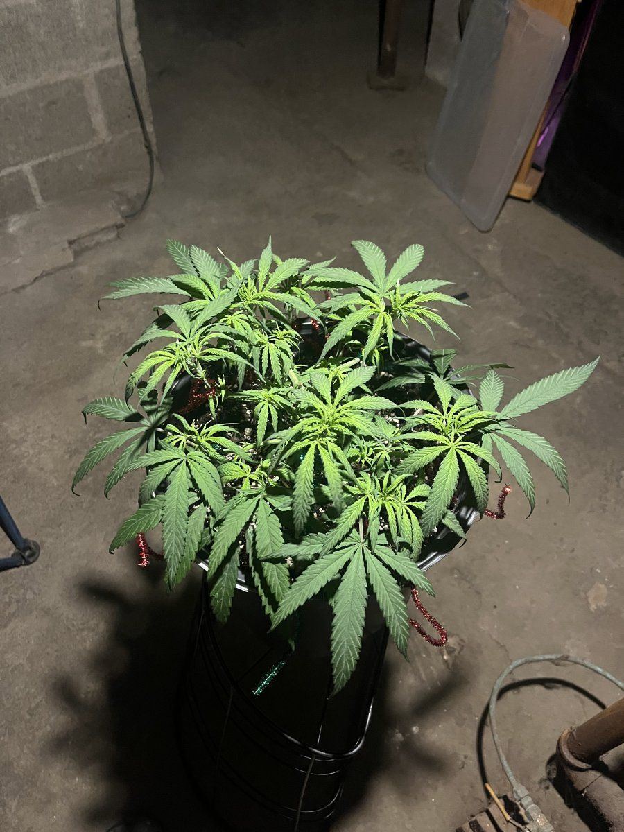 6 week hulkberry and north thunderfuck 5