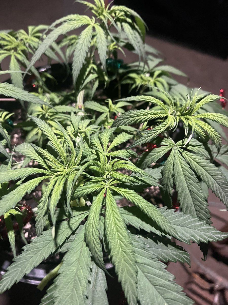 6 week hulkberry and north thunderfuck 6