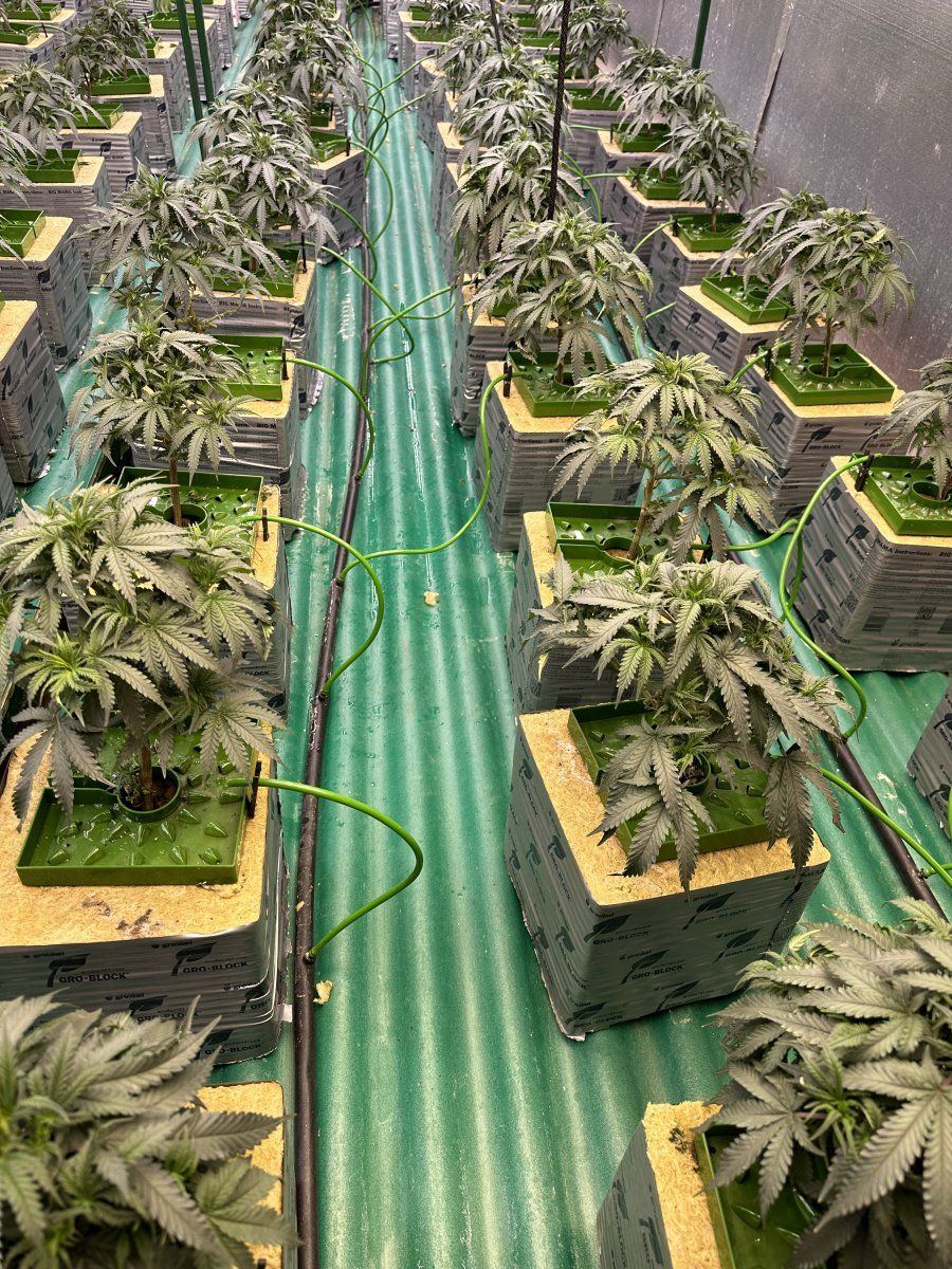 6 week in veg and plants are not growing 2