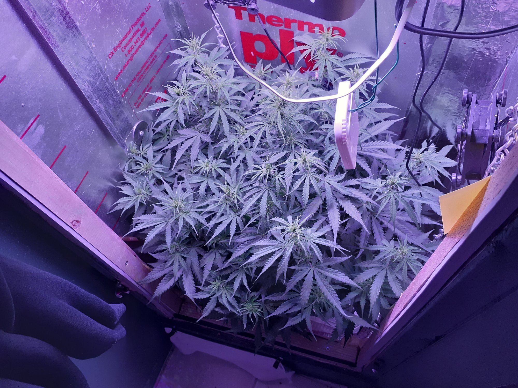 6 week old auto cheese