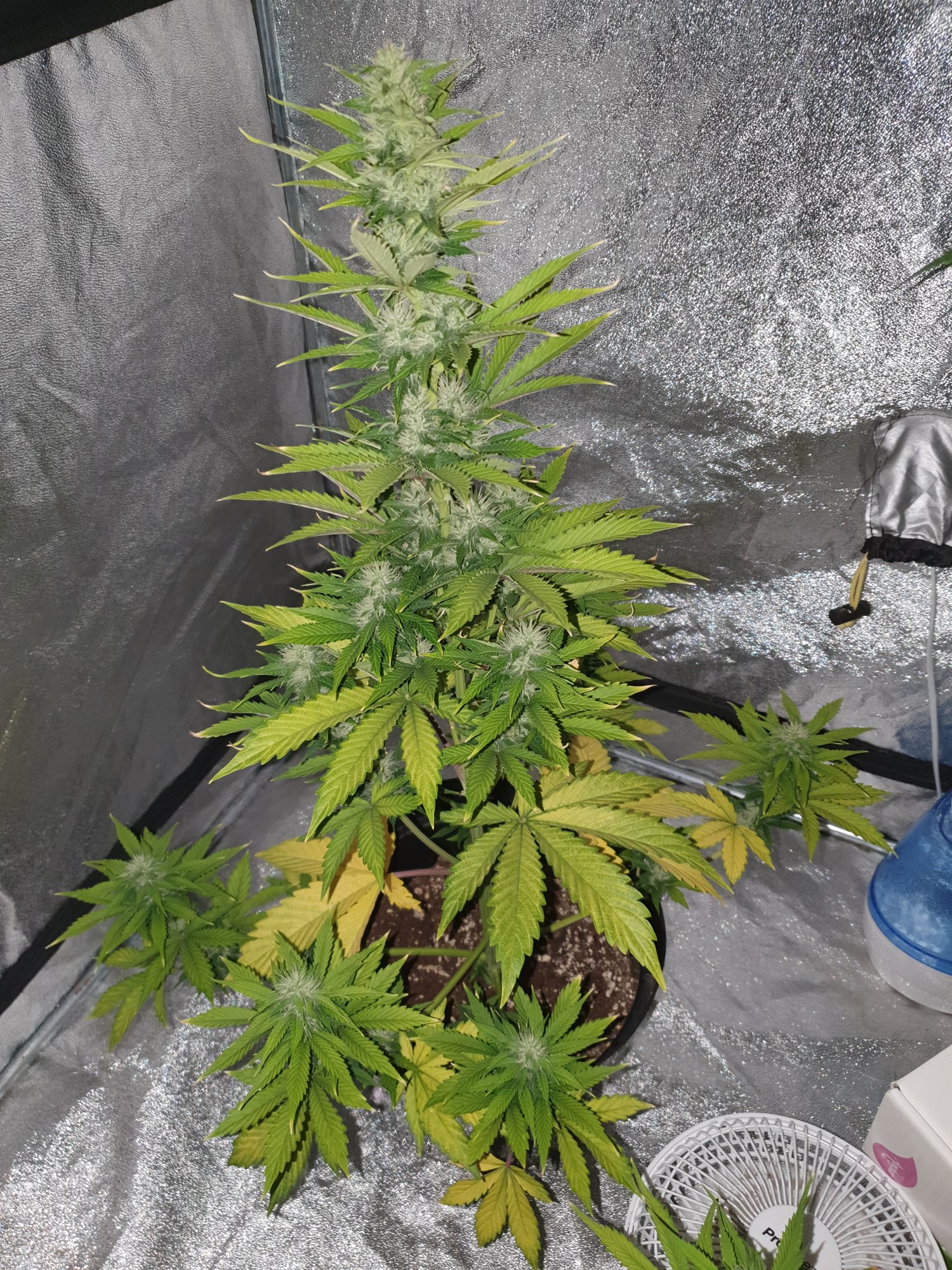 6 week old auto flowers yellowing 3