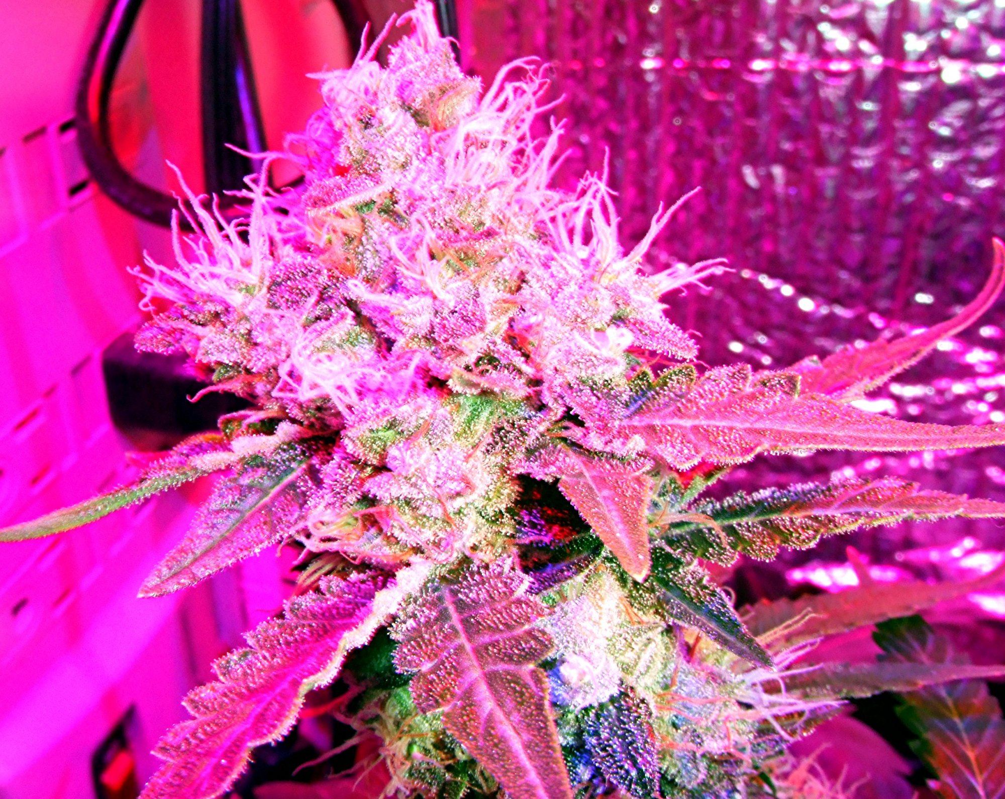 6 weeks