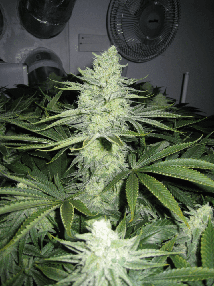 6 Weeks White Skunk01