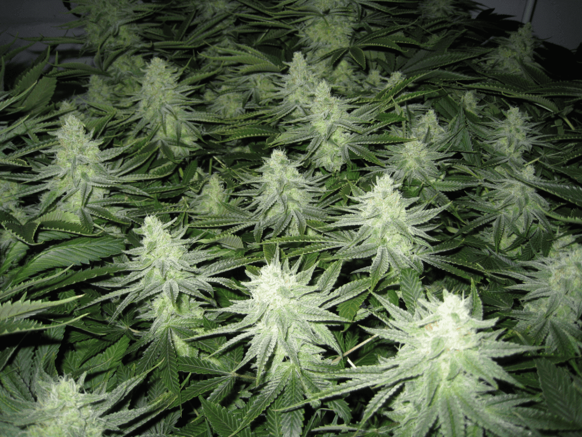 6 Weeks White Skunk02