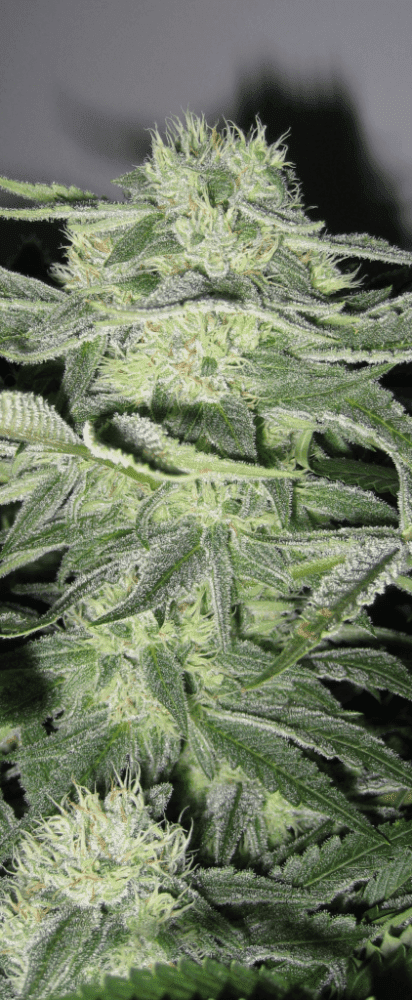 6 Weeks White Skunk03