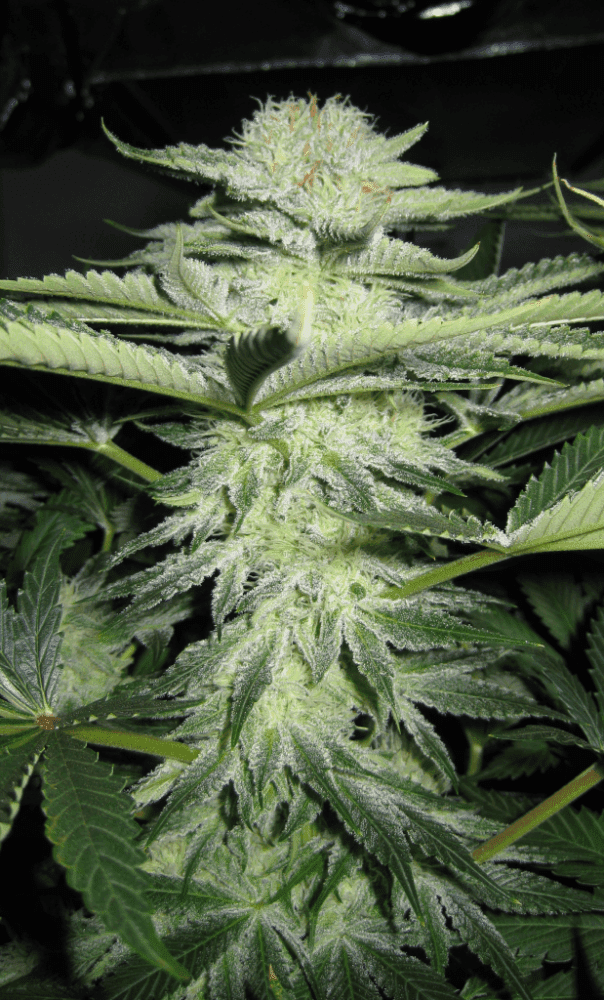 6 Weeks White Skunk04