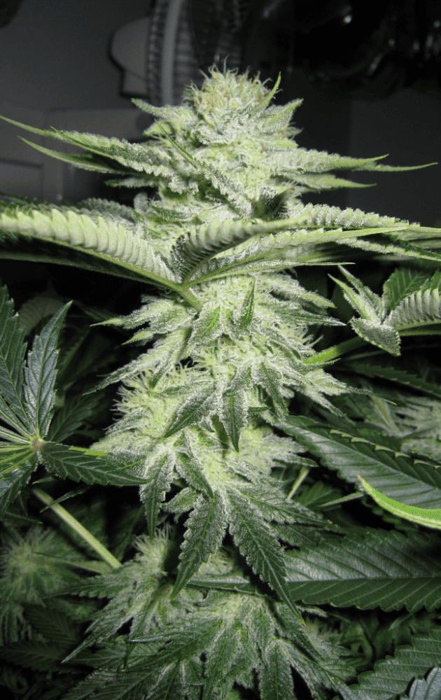 6 Weeks White Skunk05