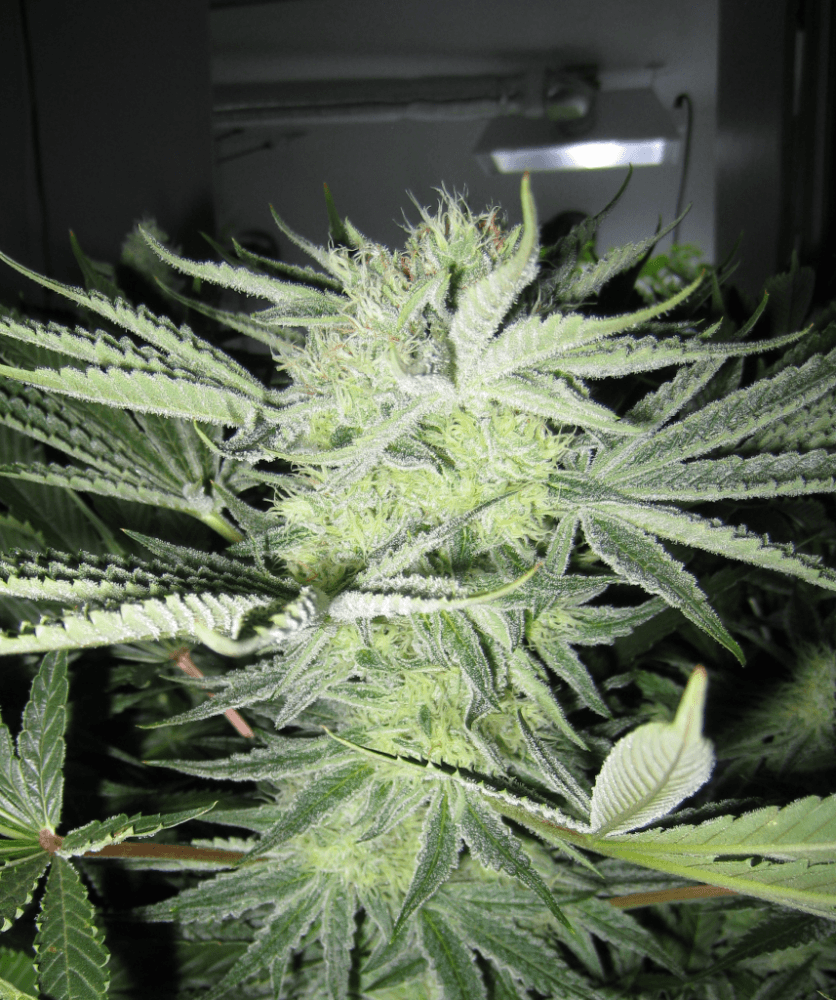 6 Weeks White Skunk06
