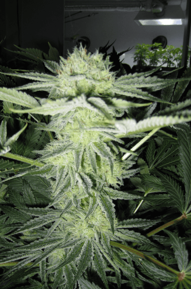 6 Weeks White Skunk07
