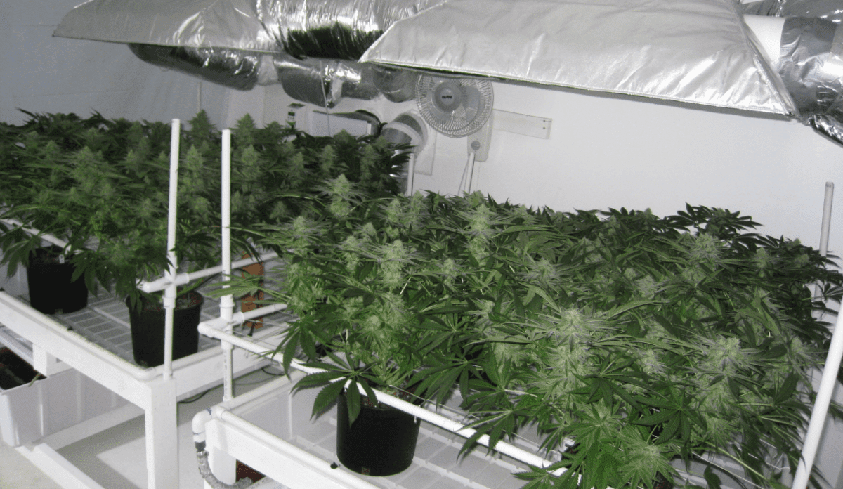 6 Weeks White Skunk08