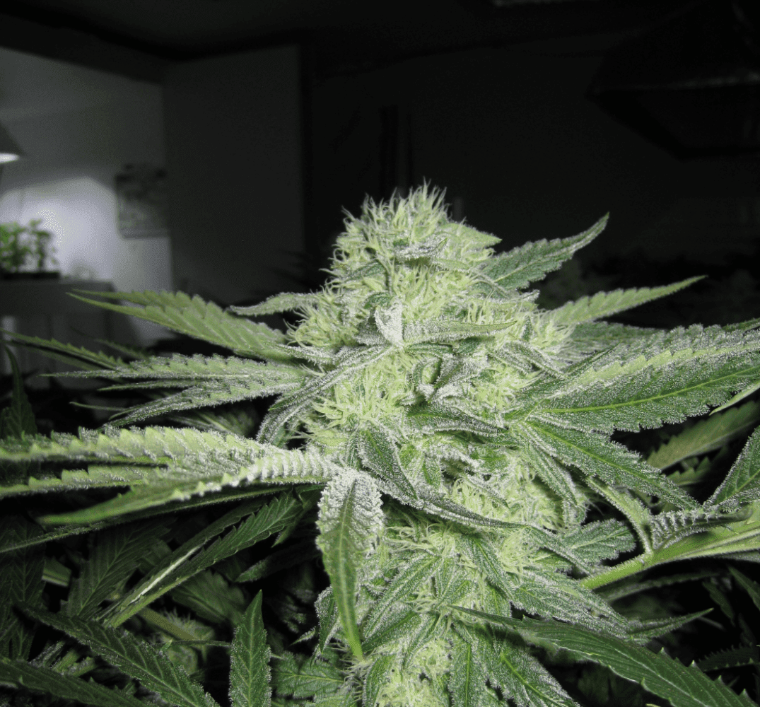 6 Weeks White Skunk09