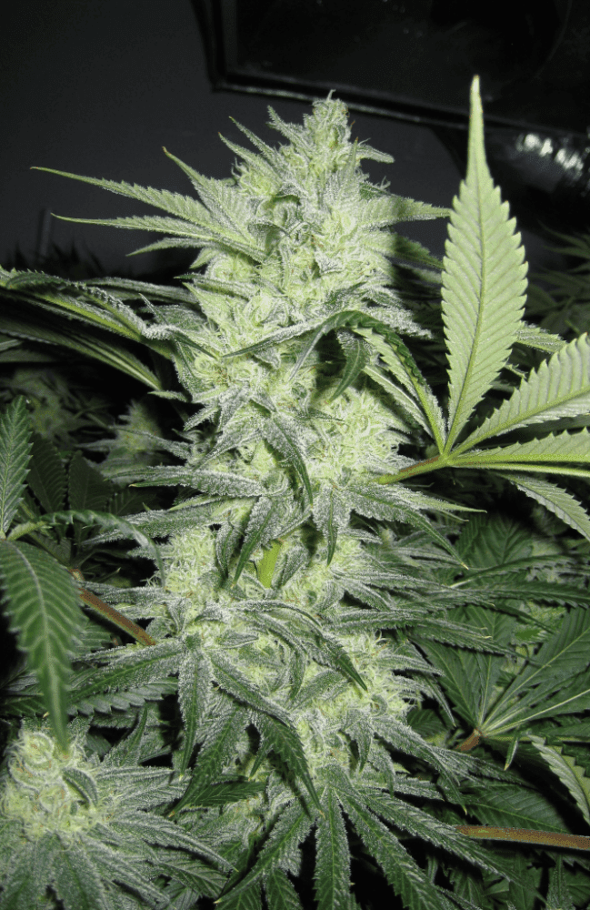 6 Weeks White Skunk10