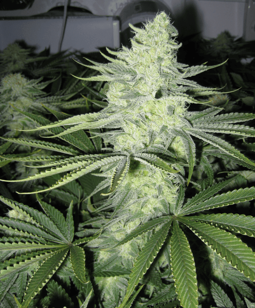6 Weeks White Skunk11