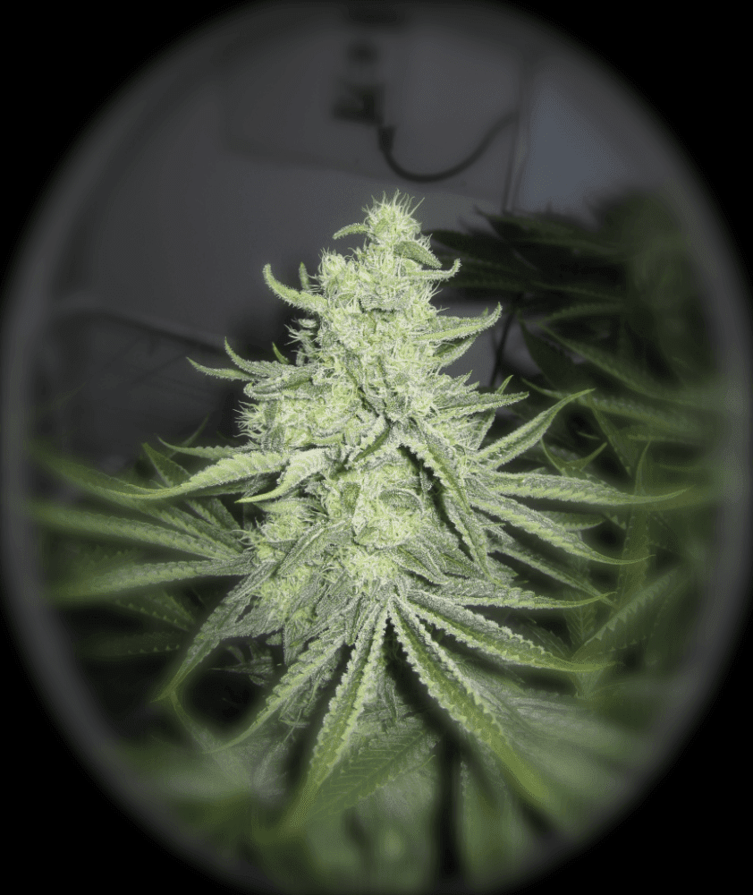 6 Weeks White Skunk12