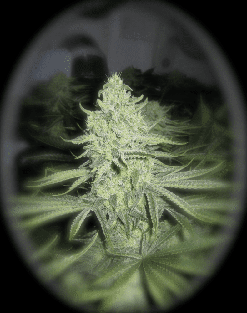 6 Weeks White Skunk13