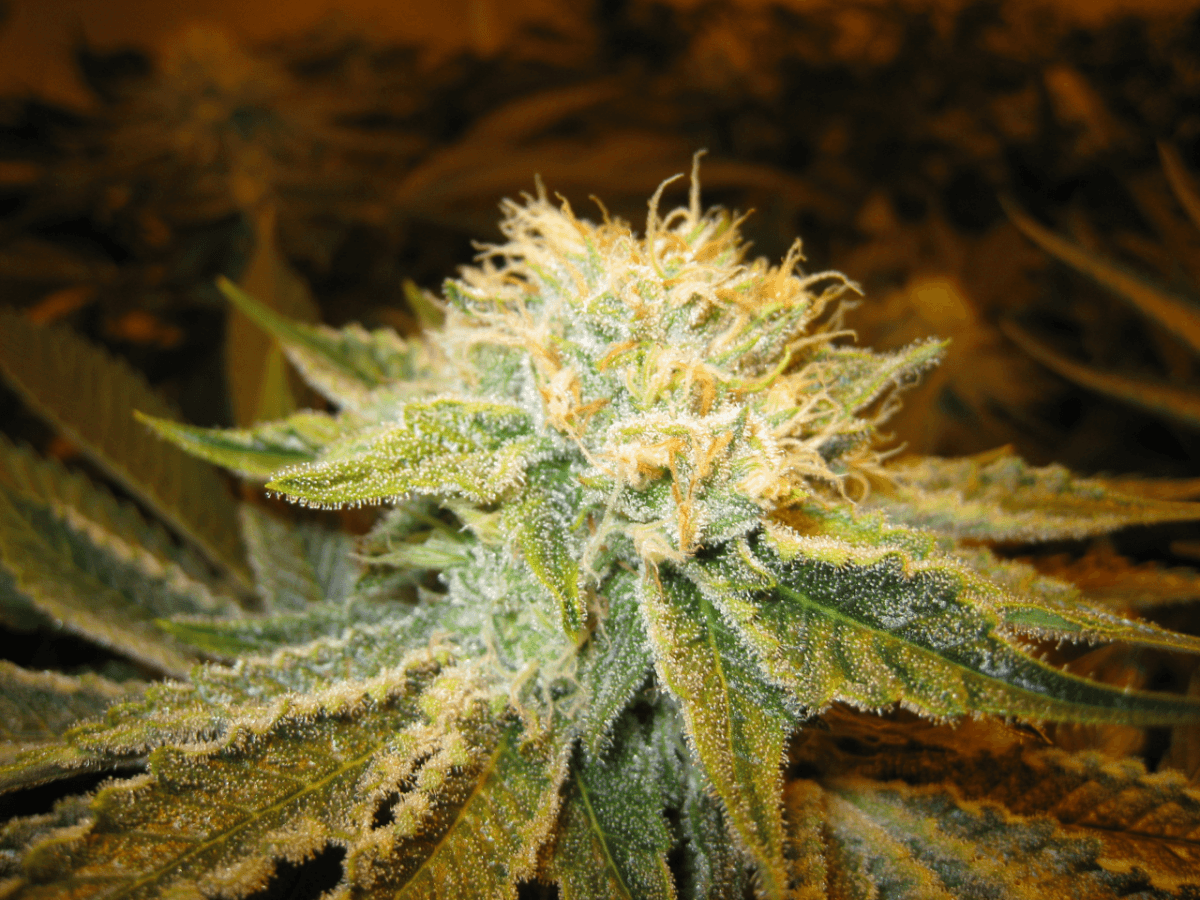 6 Weeks White Skunk14