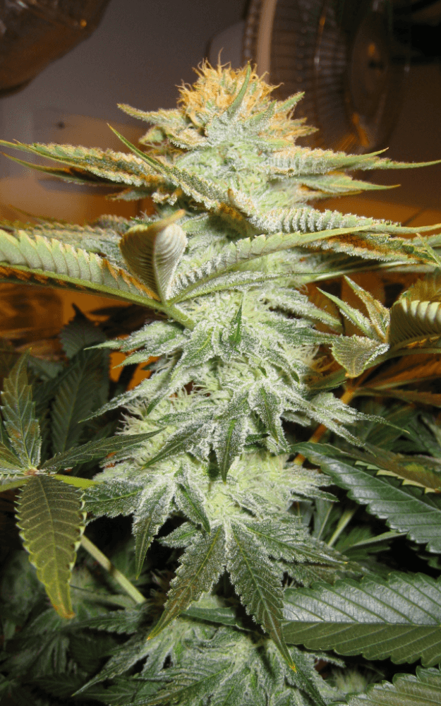6 Weeks White Skunk15