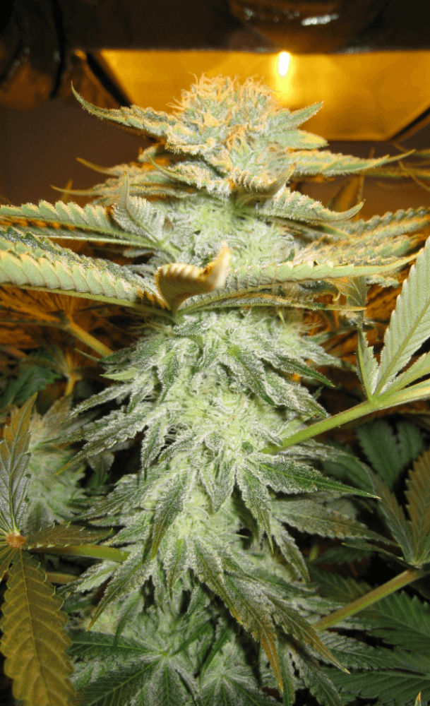 6 Weeks White Skunk16