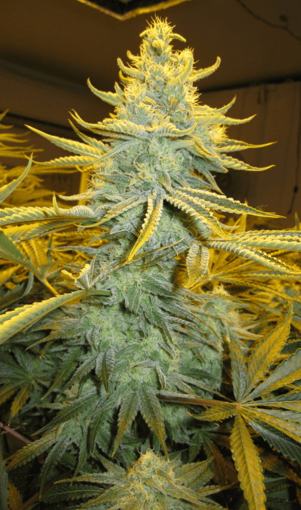 6 Weeks White Skunk17